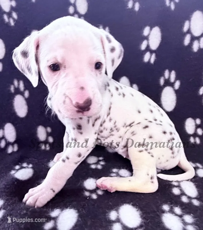 Brynn - AKC Female – Dalmatian puppy for sale in Jacksonville, NC