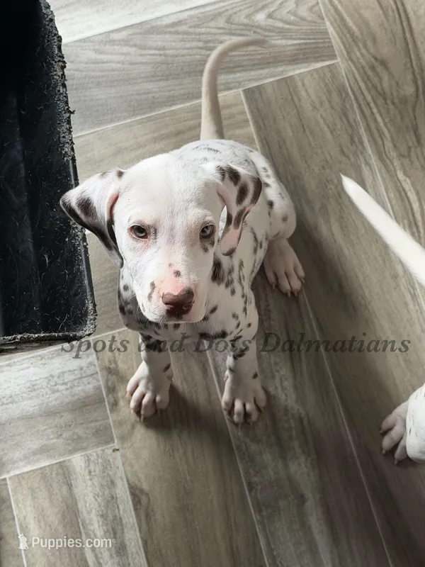 Brynn - AKC LUA Female – Dalmatian puppy for sale in Jacksonville, NC