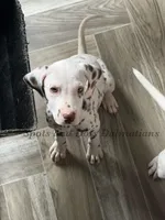 Brynn - AKC LUA Female, a female Dalmatian for sale in Jacksonville, NC – 7 of 8