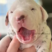 Brynn - AKC LUA Female, a female Dalmatian for sale in Jacksonville, NC – Photo 8 of 10