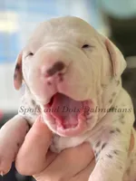 Brynn - AKC Female, a female Dalmatian for sale in Jacksonville, NC – Photo 2 of 4