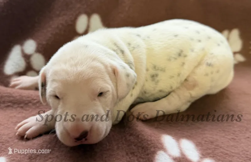 Brynn - AKC Female, a female Dalmatian for sale in Jacksonville, NC – Photo 1 of 4