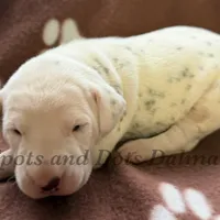 Brynn - AKC LUA Female, a female Dalmatian for sale in Jacksonville, NC – Photo 7 of 10