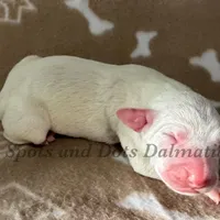 Brynn - AKC LUA Female, a female Dalmatian for sale in Jacksonville, NC – Photo 9 of 10