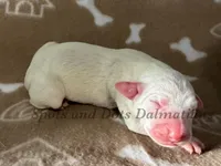 Brynn - AKC Female, a female Dalmatian for sale in Jacksonville, NC – Photo 3 of 4