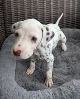 Brynn - AKC LUA Female, a female Dalmatian for sale in Jacksonville, NC – Photo 2 of 10