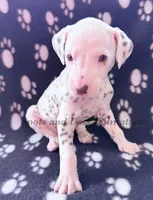 Brynn - AKC LUA Female, a female Dalmatian for sale in Jacksonville, NC – Photo 6 of 10