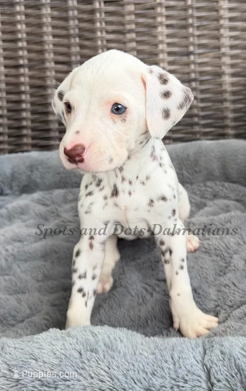 Brynn - AKC LUA Female – Dalmatian puppy for sale in Jacksonville, NC