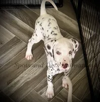 Brynn - AKC LUA Female, a female Dalmatian for sale in Jacksonville, NC – 8 of 8