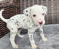 Brynn - AKC LUA Female, a female Dalmatian for sale in Jacksonville, NC – Photo 4 of 10