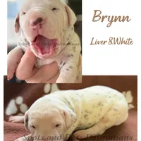 Brynn - AKC LUA Female, a female Dalmatian for sale in Jacksonville, NC – Photo 10 of 10