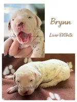 Brynn - AKC Female, a female Dalmatian for sale in Jacksonville, NC – Photo 4 of 4