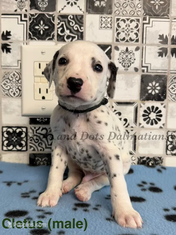 Cletus – Dalmatian puppy for sale in Jacksonville, NC