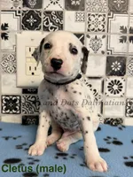 Cletus, a male Dalmatian for sale in Jacksonville, NC – 1 of 1