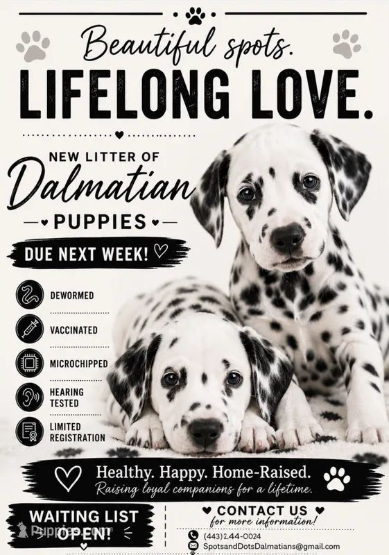 🐾Black and whites🐾 – Dalmatian puppy for sale in Jacksonville, NC
