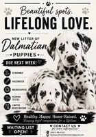 🐾Black and whites🐾, a  Dalmatian for sale in Jacksonville, NC – 1 of 1