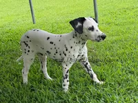 Jesse, a male Dalmatian for sale in Jacksonville, NC – 5 of 6