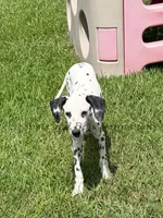 Jesse, a male Dalmatian for sale in Jacksonville, NC – 3 of 6