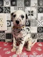 Tinker, a female Dalmatian for sale in Jacksonville, NC – 1 of 1
