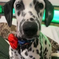 Hollie, a female Dalmatian for sale in Jacksonville, NC – Photo 1 of 2