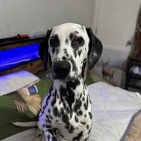 Hollie, a female Dalmatian for sale in Jacksonville, NC – Photo 2 of 2