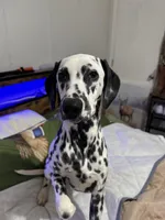 Hollie, a female Dalmatian for sale in Jacksonville, NC – Photo 2 of 2