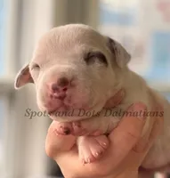 Bitsy - AKC Female, a female Dalmatian for sale in Jacksonville, NC – Photo 3 of 4