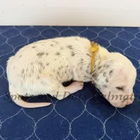 Bitsy - AKC LUA Female, a female Dalmatian for sale in Jacksonville, NC – Photo 9 of 10