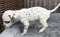 Bitsy - AKC LUA Female, a female Dalmatian for sale in Jacksonville, NC – Photo 3 of 10