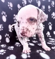 Bitsy - AKC LUA Female, a female Dalmatian for sale in Jacksonville, NC – Photo 5 of 10