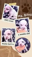 Bitsy - AKC LUA Female, a female Dalmatian for sale in Jacksonville, NC – Photo 7 of 10