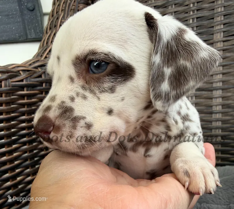 Bitsy - AKC LUA Female – Dalmatian puppy for sale in Jacksonville, NC