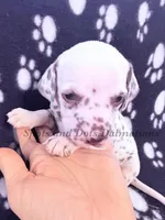 Bitsy - AKC LUA Female, a female Dalmatian for sale in Jacksonville, NC – Photo 4 of 10