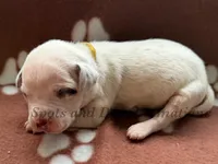 Bitsy - AKC Female, a female Dalmatian for sale in Jacksonville, NC – Photo 1 of 4