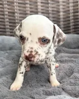 Bitsy - AKC LUA Female, a female Dalmatian for sale in Jacksonville, NC – Photo 2 of 10