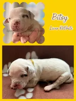 Bitsy - AKC Female, a female Dalmatian for sale in Jacksonville, NC – Photo 4 of 4