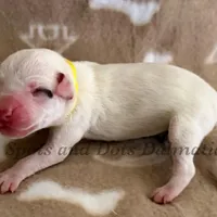 Bitsy - AKC LUA Female, a female Dalmatian for sale in Jacksonville, NC – Photo 10 of 10