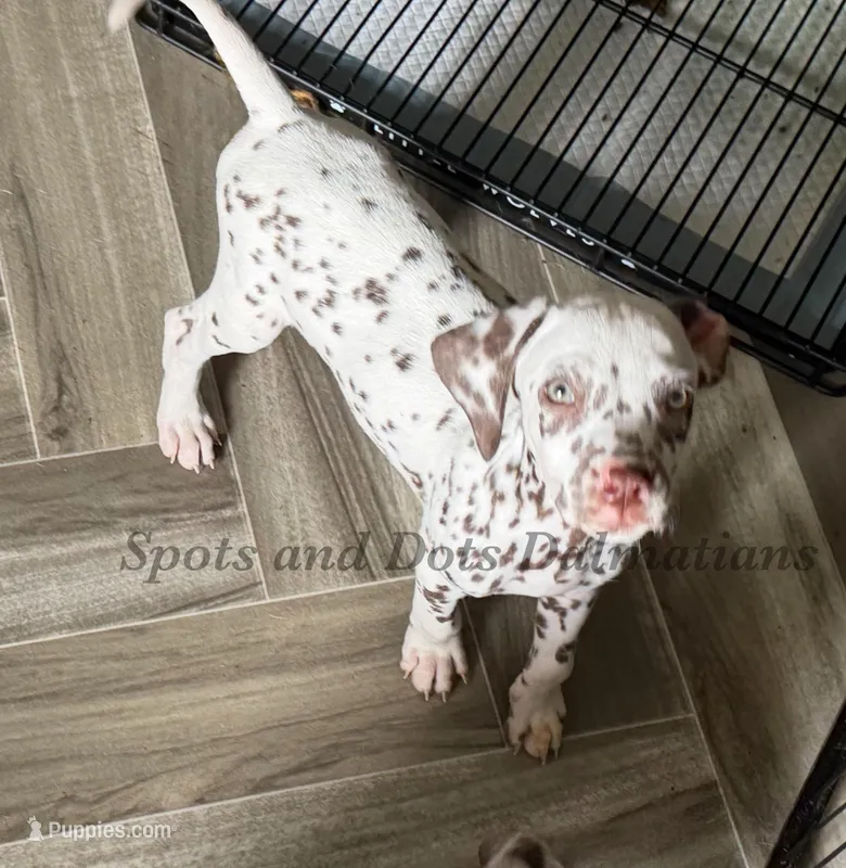 Bitsy - AKC LUA Female – Dalmatian puppy for sale in Jacksonville, NC