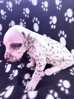 Bitsy - AKC LUA Female, a female Dalmatian for sale in Jacksonville, NC – Photo 6 of 10