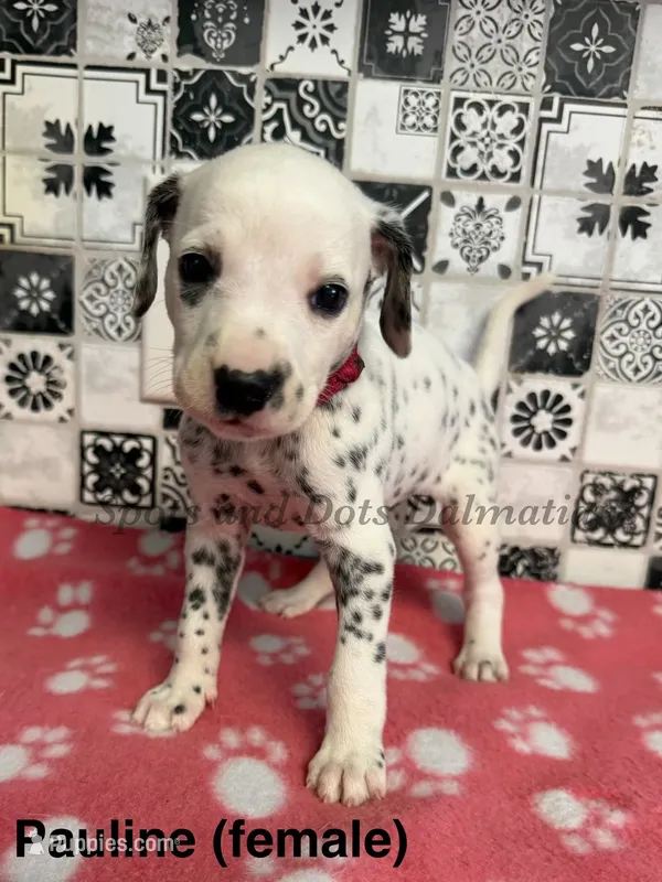 Pauline  – Dalmatian puppy for sale in Jacksonville, NC