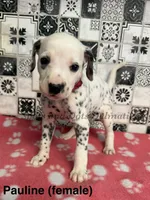 Pauline , a female Dalmatian for sale in Jacksonville, NC – 1 of 1