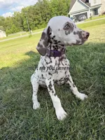 Bitsy - AKC LUA Female, a female Dalmatian for sale in Jacksonville, NC – 7 of 10