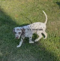 Bitsy - AKC LUA Female, a female Dalmatian for sale in Jacksonville, NC – 5 of 10