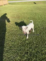 Bo - AKC LUA Male, a male Dalmatian for sale in Jacksonville, NC – 4 of 7