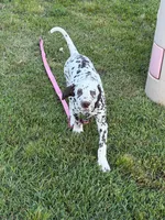 Bree - AKC LUA Female, a female Dalmatian for sale in Jacksonville, NC – 5 of 7