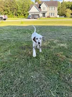 Bo - AKC LUA Male, a male Dalmatian for sale in Jacksonville, NC – 3 of 7