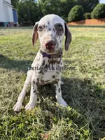 Bitsy - AKC LUA Female, a female Dalmatian for sale in Jacksonville, NC – 8 of 10