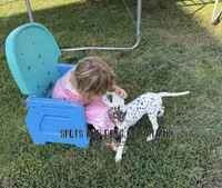 Bitsy - AKC LUA Female, a female Dalmatian for sale in Jacksonville, NC – 4 of 10
