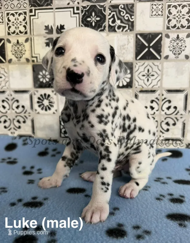 Luke – Dalmatian puppy for sale in Jacksonville, NC