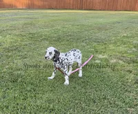Bree - AKC LUA Female, a female Dalmatian for sale in Jacksonville, NC – 7 of 7